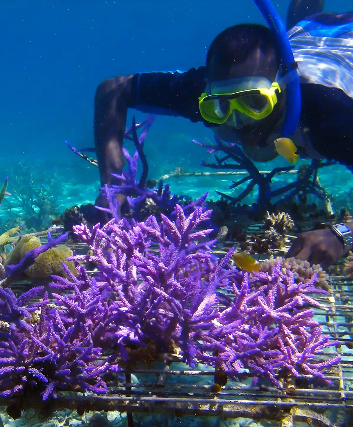 clean-waters-clear-futures-restoring-zanzibars-oceans-and-beaches