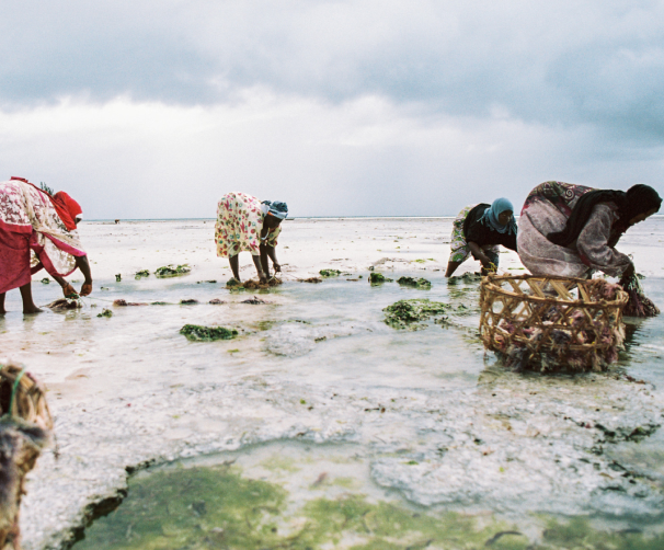 Farmers Of Zanzibar