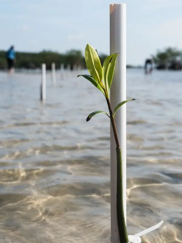 Sustainability & Legacy