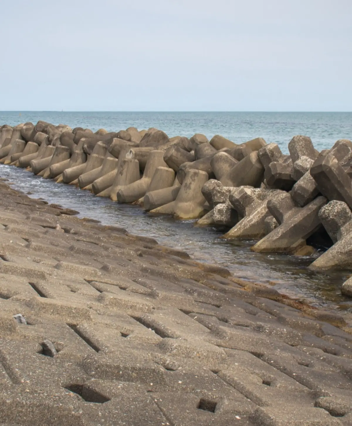 guardians-of-the-coast-protecting-zanzibars-mangroves-and-marine-life