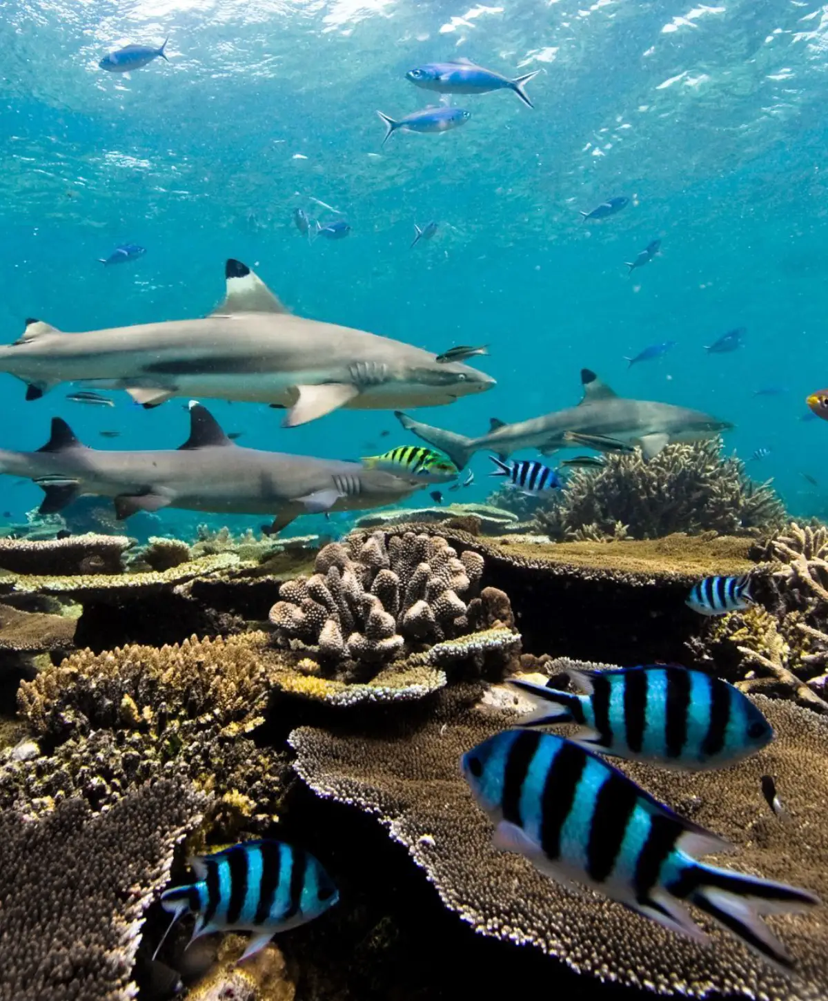 living-islands-restoring-zanzibars-ecosystems-for-generations