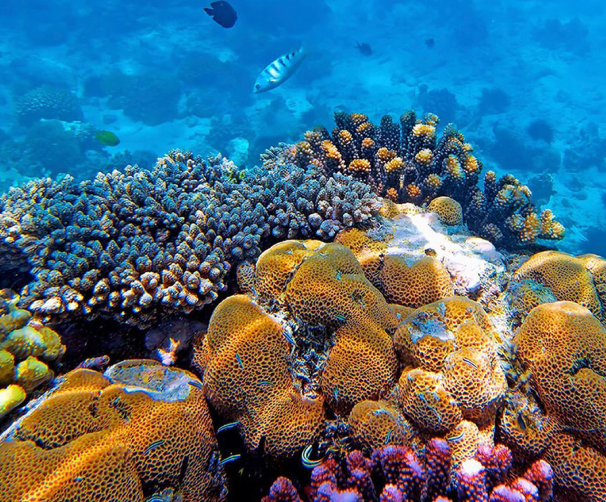 Zanzibar coral reefs