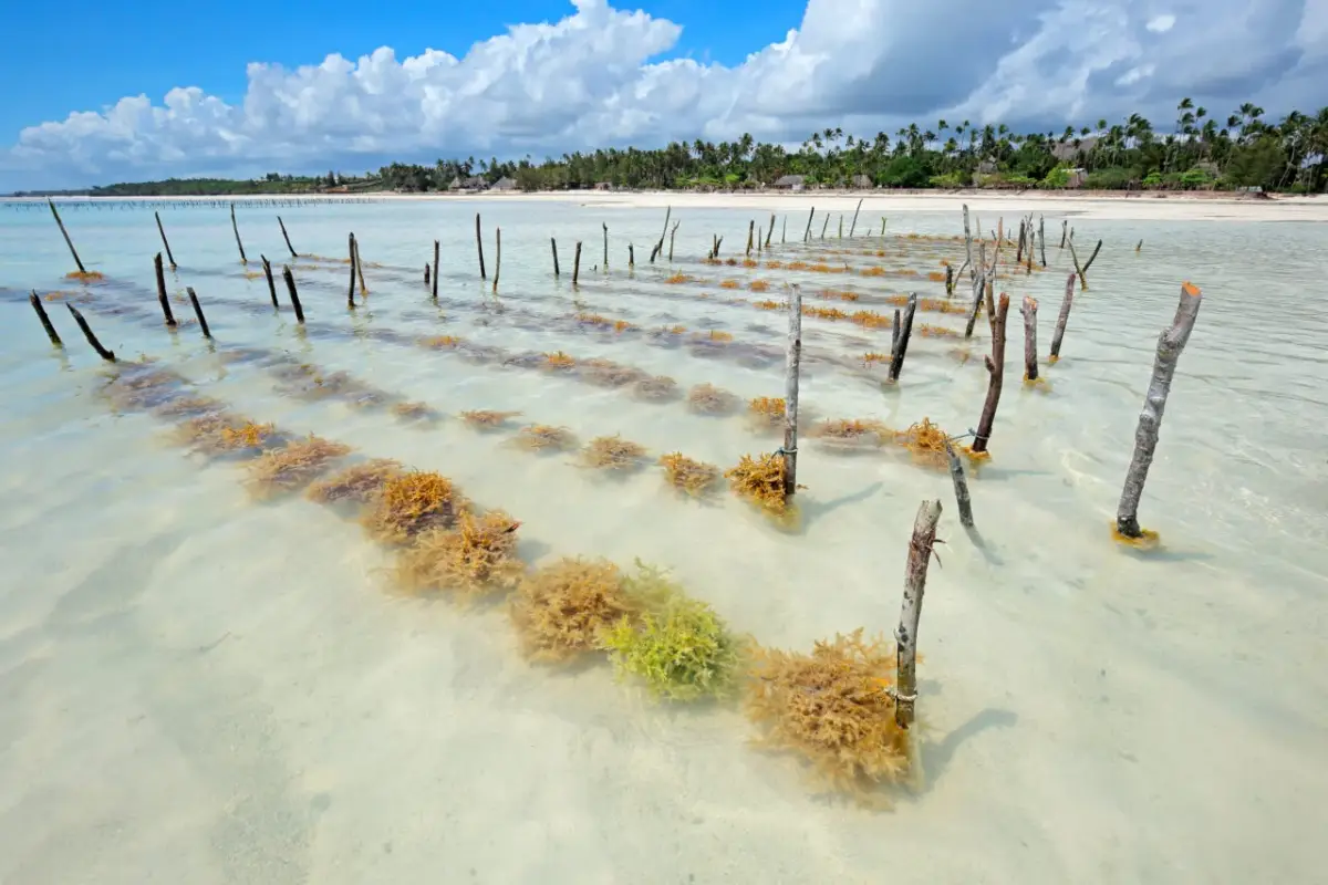 zanzibar-goes-green-sustainable-tourism